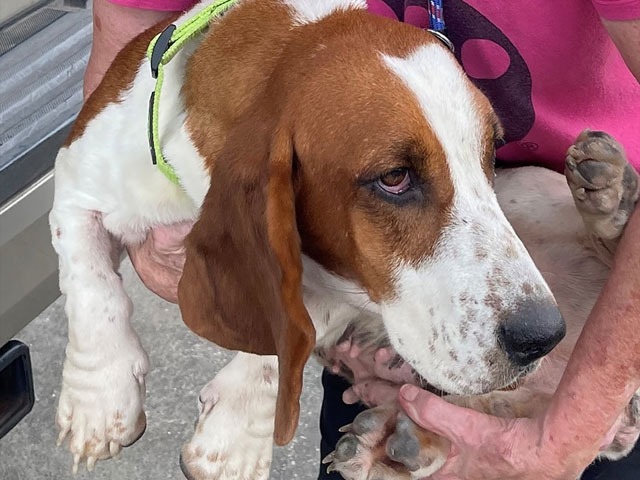 Trixie, an adoptable Basset Hound in Salt Lake City, UT, 84108 | Photo Image 1