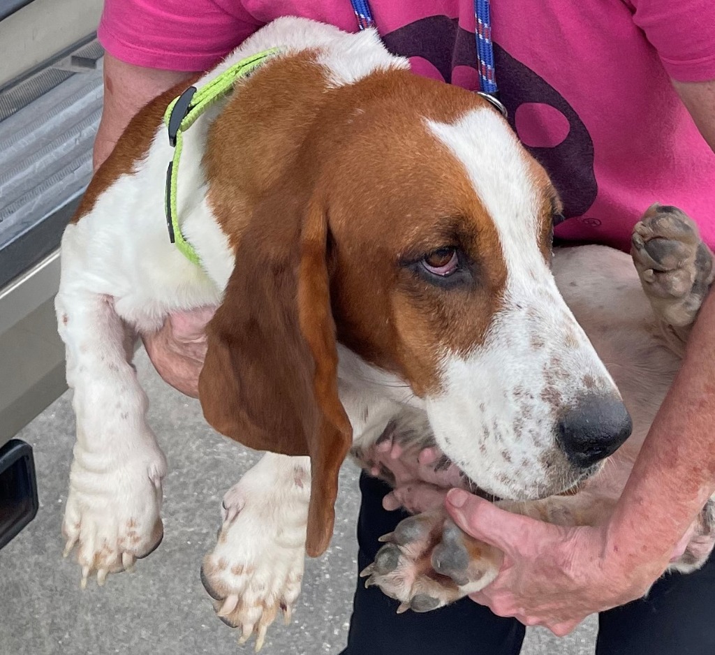 Trixie, an adoptable Basset Hound in Salt Lake City, UT, 84108 | Photo Image 2