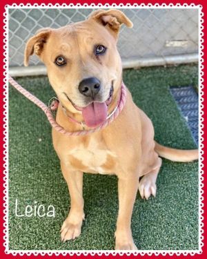 Introducing this lovely little girl we are calling Leica Leica wanted to explore the world and was 