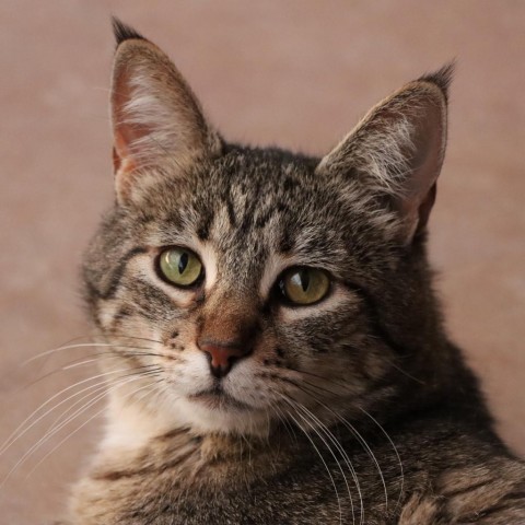 Cat for adoption - Aardvark, a Domestic Short Hair in Tucson, AZ