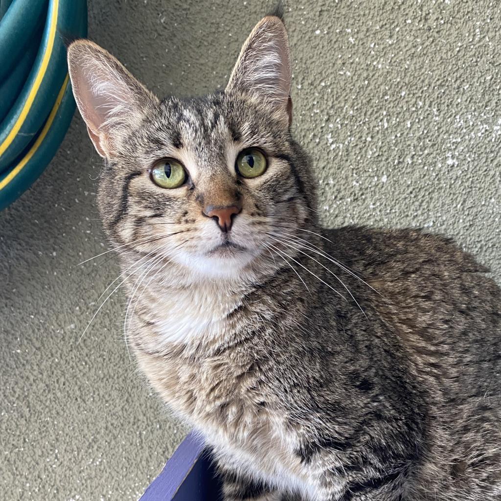 Aardvark, an adoptable Domestic Short Hair in Tucson, AZ, 85711 | Photo Image 2