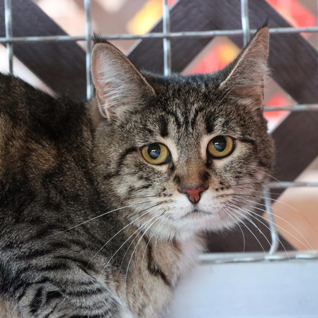 Aardvark, an adoptable Domestic Short Hair in Tucson, AZ, 85711 | Photo Image 3