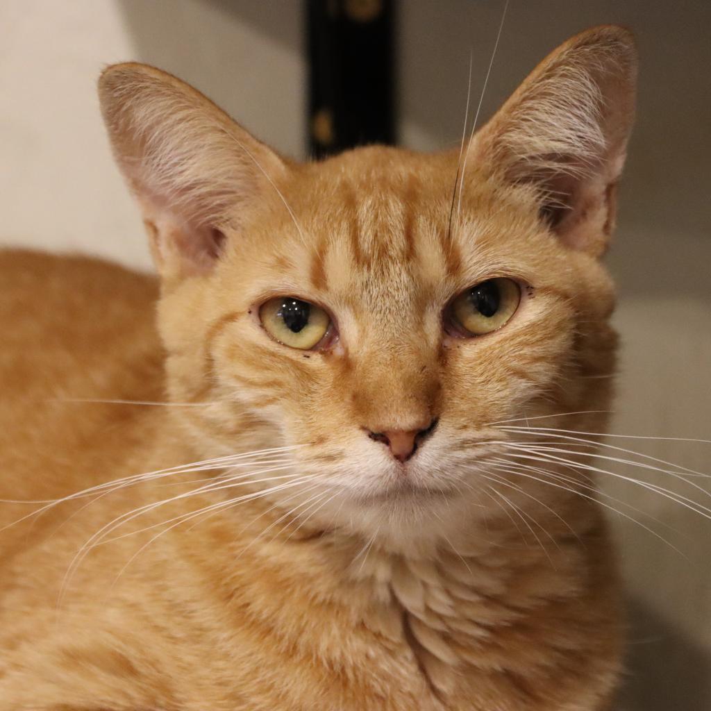 Zinnea, an adoptable Domestic Short Hair in Tucson, AZ, 85711 | Photo Image 1