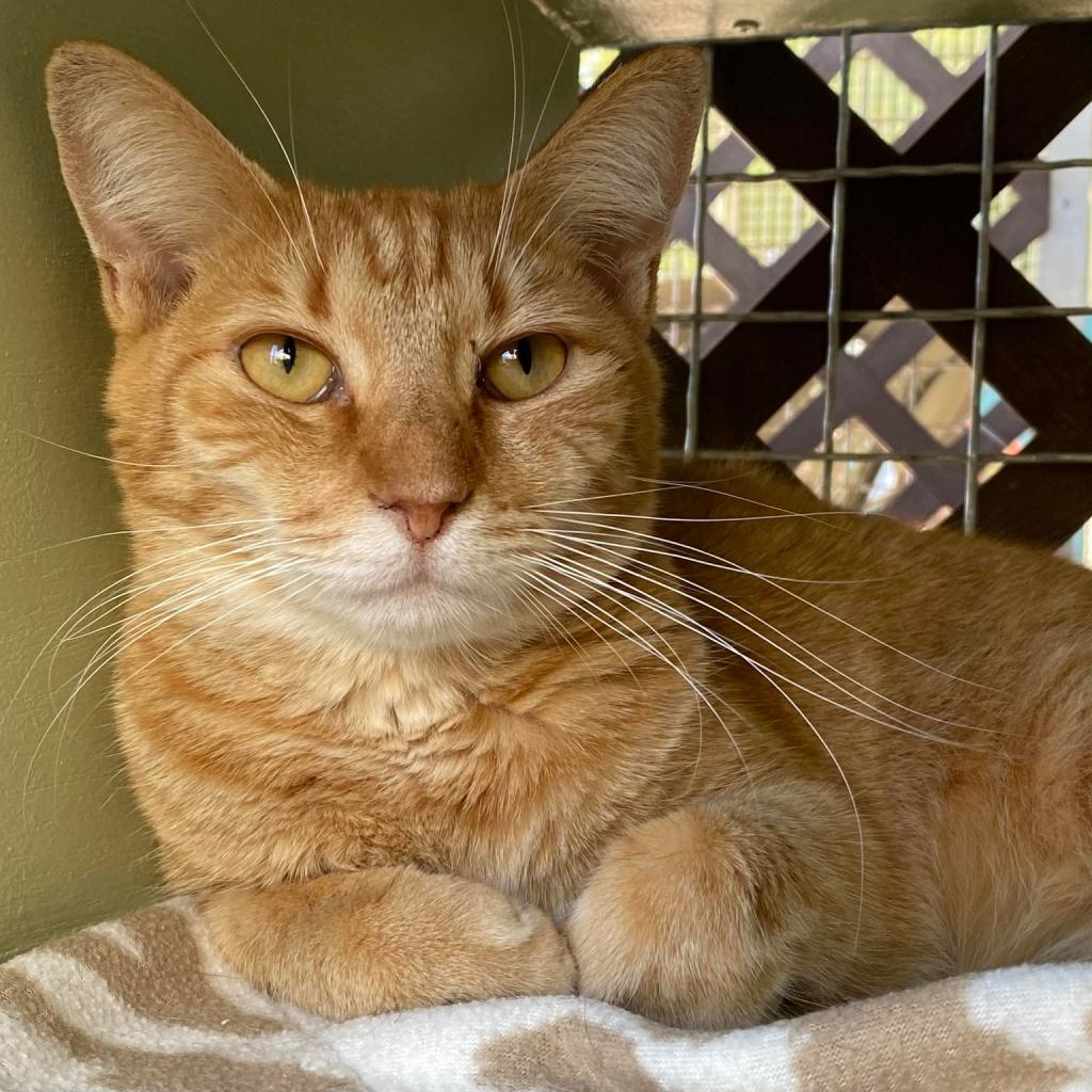 Zinnea, an adoptable Domestic Short Hair in Tucson, AZ, 85711 | Photo Image 2