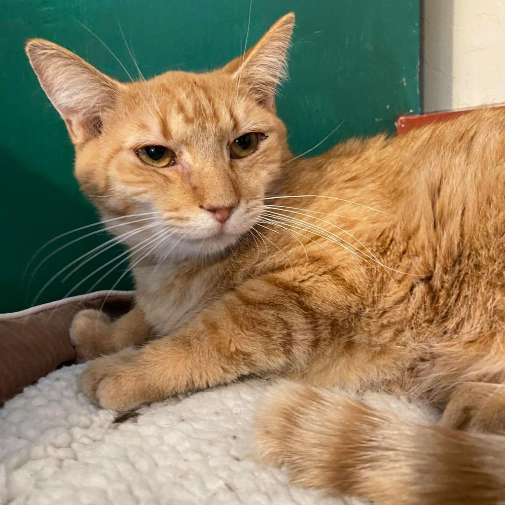 Zinnea, an adoptable Domestic Short Hair in Tucson, AZ, 85711 | Photo Image 4