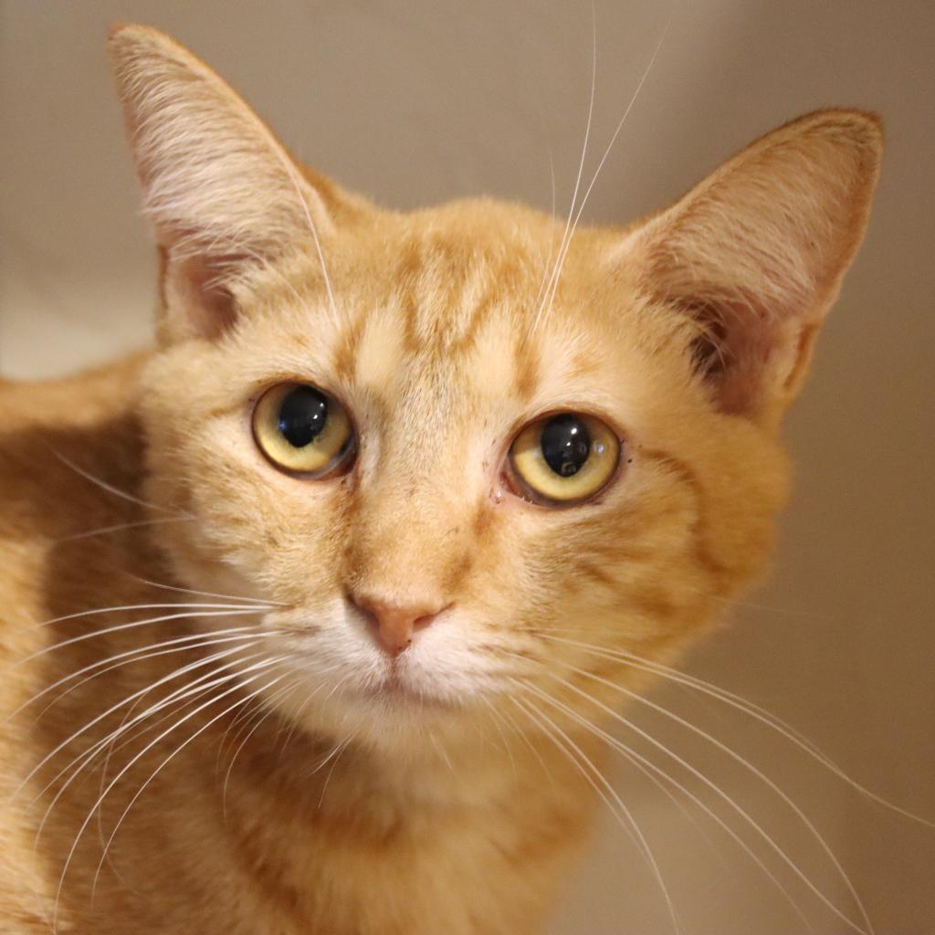 Zinnea, an adoptable Domestic Short Hair in Tucson, AZ, 85711 | Photo Image 5