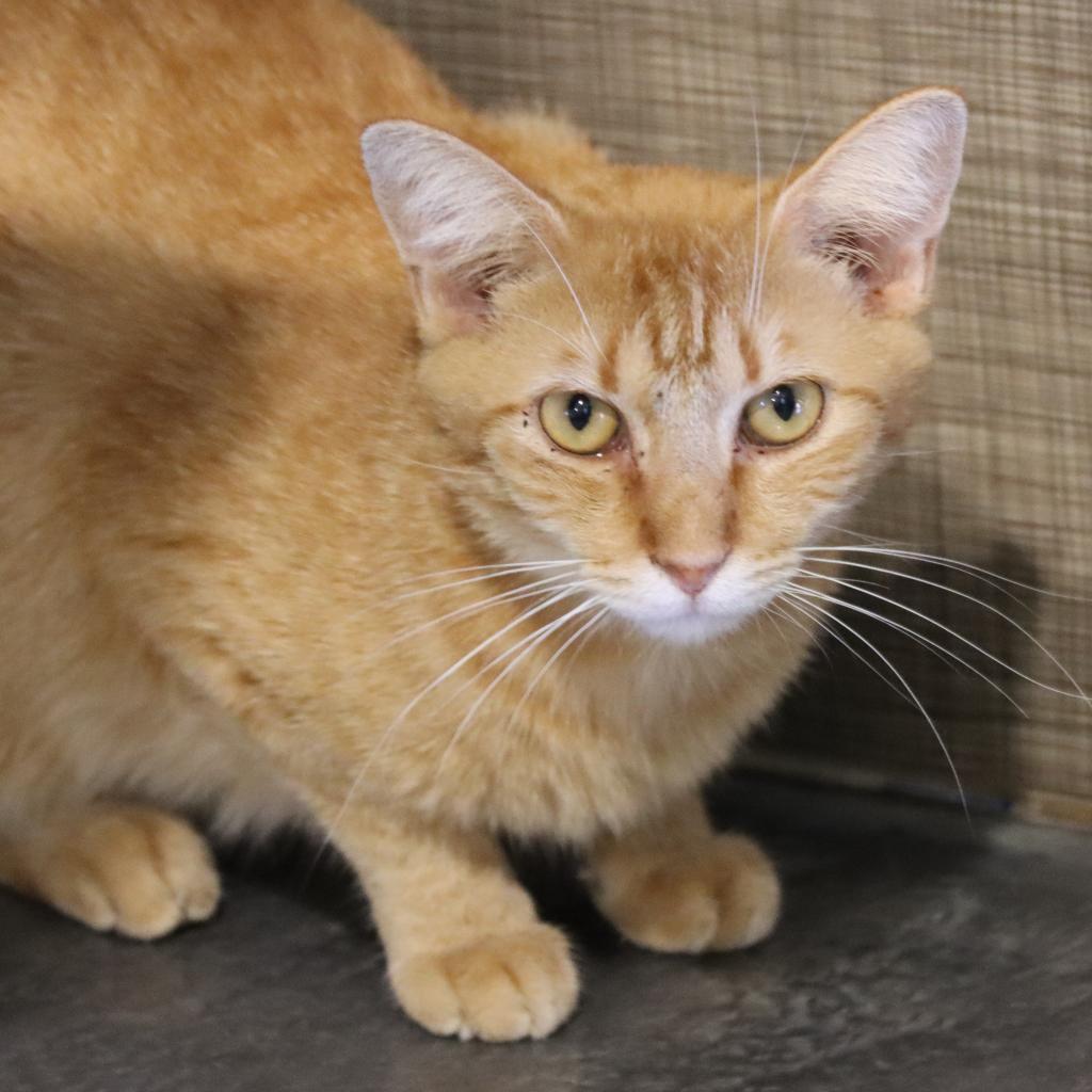 Zinnea, an adoptable Domestic Short Hair in Tucson, AZ, 85711 | Photo Image 6