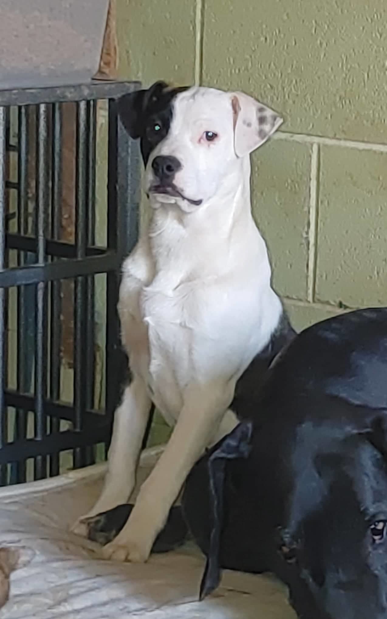 Brady, an adoptable Mixed Breed in Poland, IN, 47868 | Photo Image 1