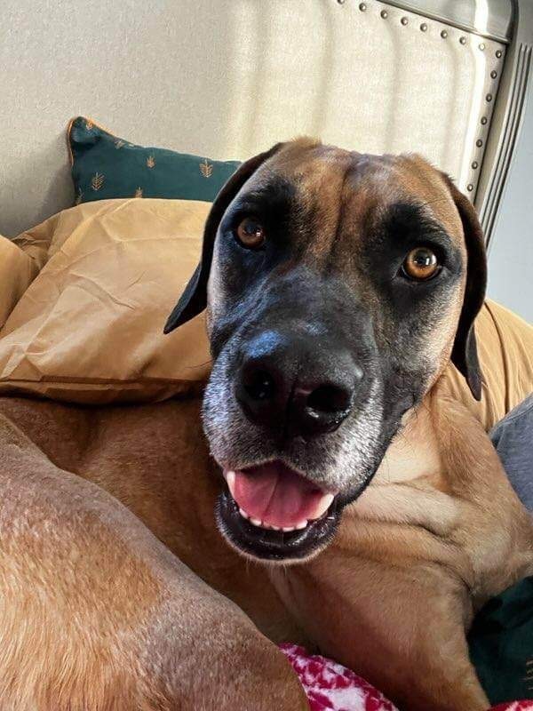 Dog for adoption - Tanner, an Anatolian Shepherd & Black Mouth Cur Mix