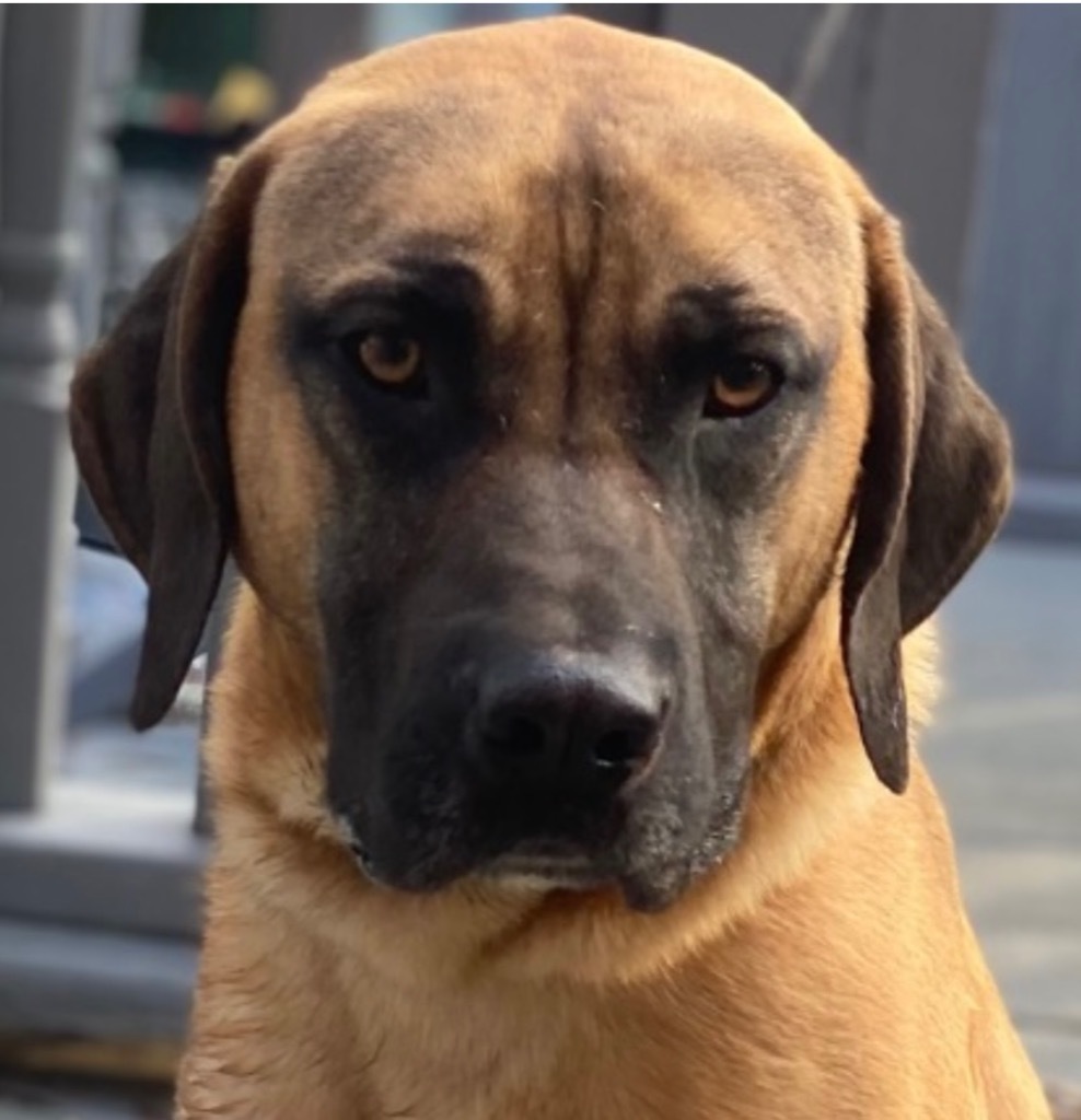 Tanner, an adoptable Anatolian Shepherd, Black Mouth Cur in Crossville, TN, 38557 | Photo Image 1