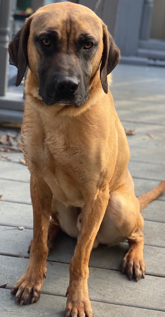 Tanner, an adoptable Anatolian Shepherd, Black Mouth Cur in Crossville, TN, 38557 | Photo Image 1