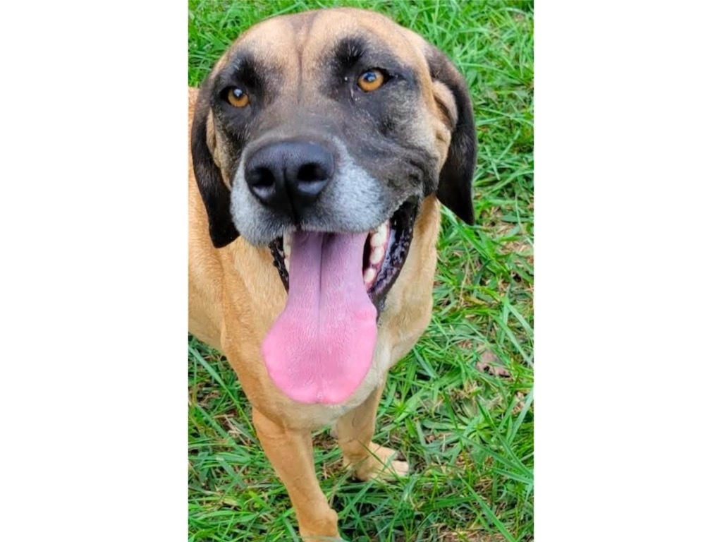 Tanner, an adoptable Mastiff, Hound in Crossville, TN, 38557 | Photo Image 1