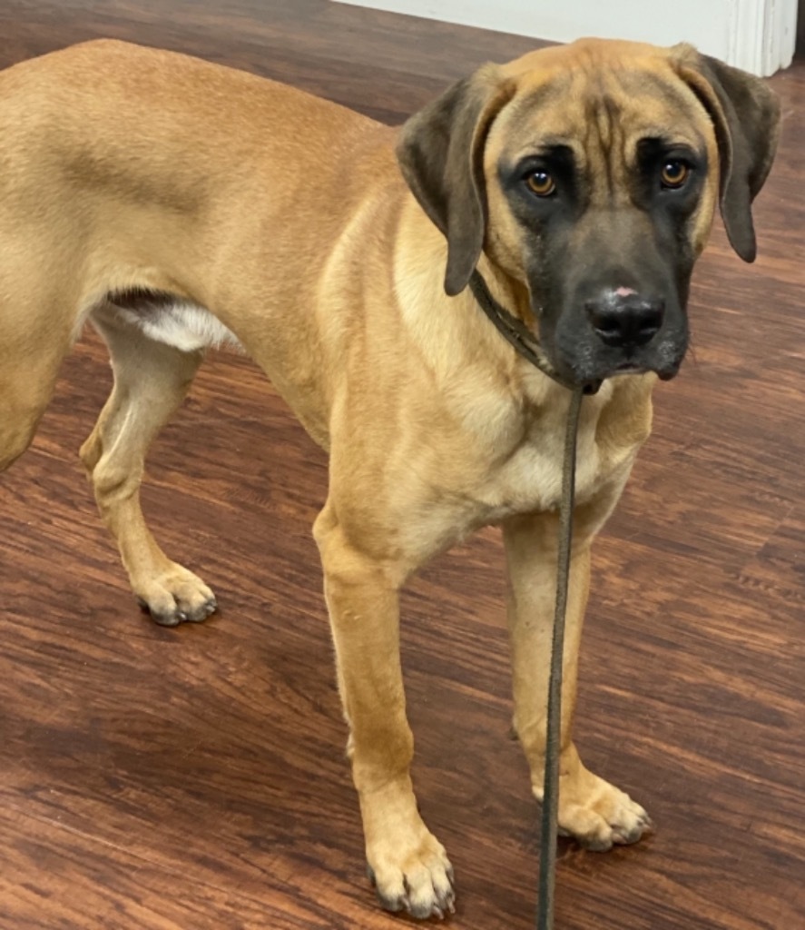 Tanner, an adoptable Yellow Labrador Retriever, Black Mouth Cur in Crossville, TN, 38557 | Photo Image 2