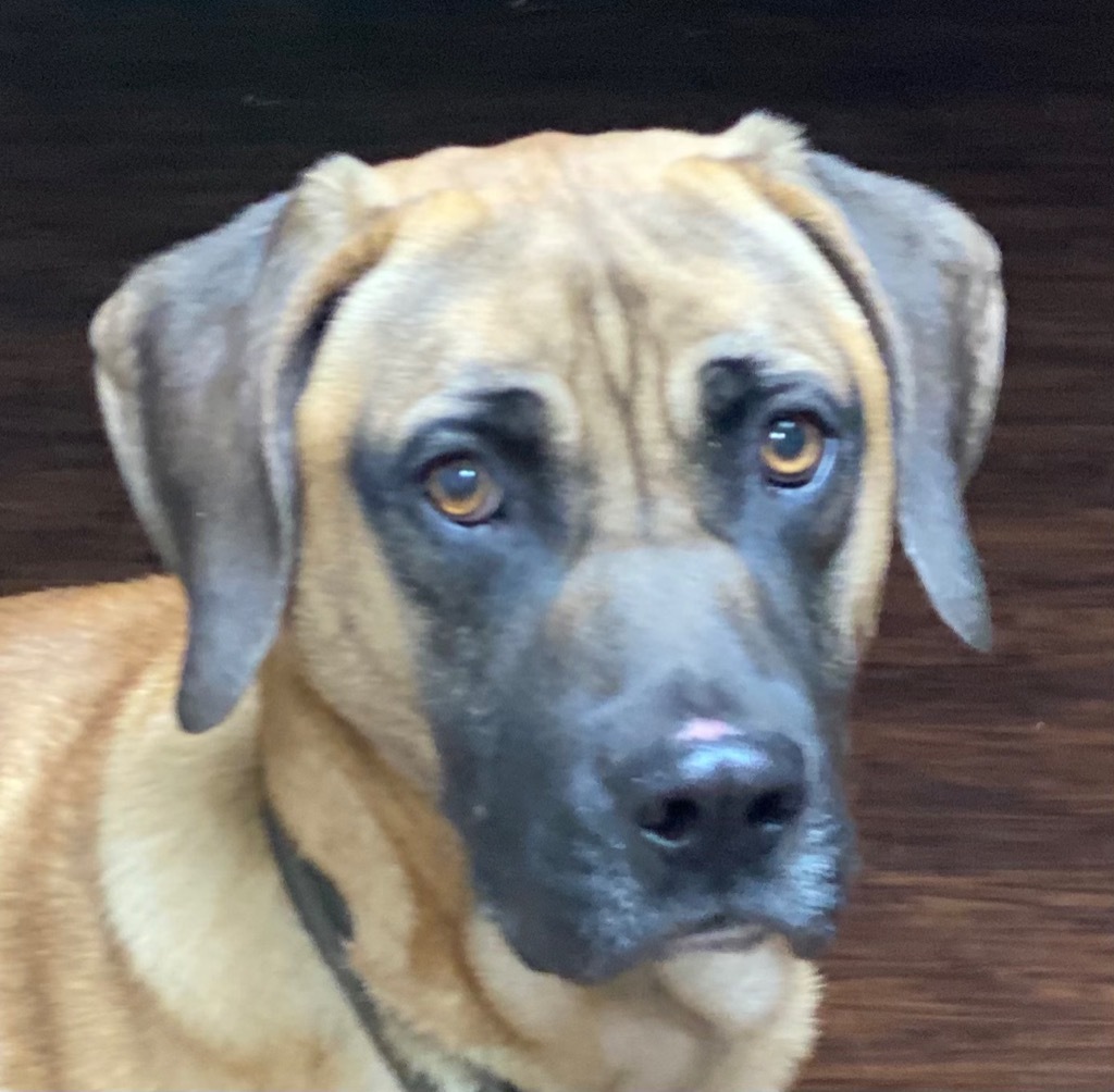 Tanner, an adoptable Mastiff, Hound in Crossville, TN, 38557 | Photo Image 2