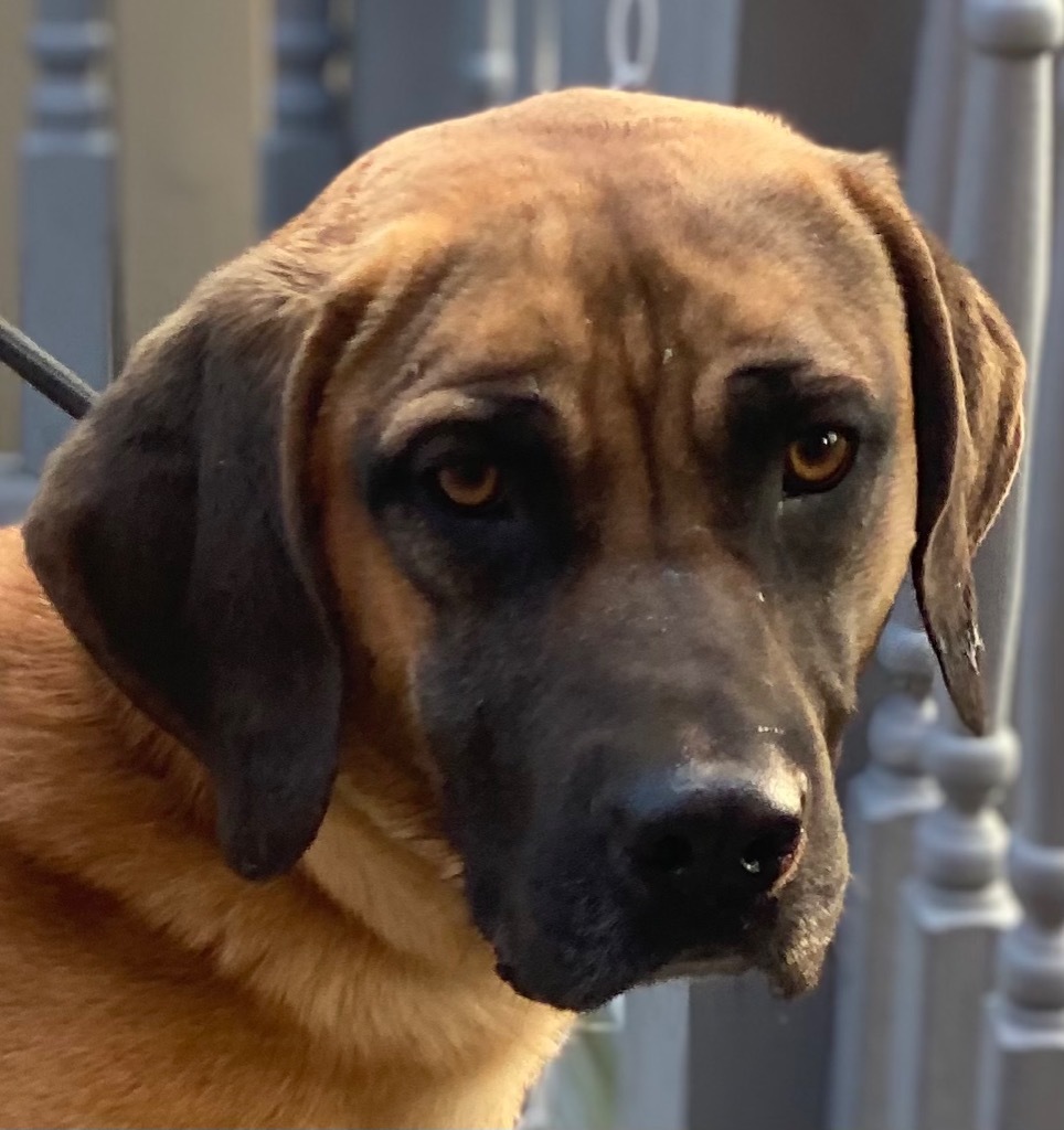 Tanner, an adoptable Yellow Labrador Retriever, Black Mouth Cur in Crossville, TN, 38557 | Photo Image 3