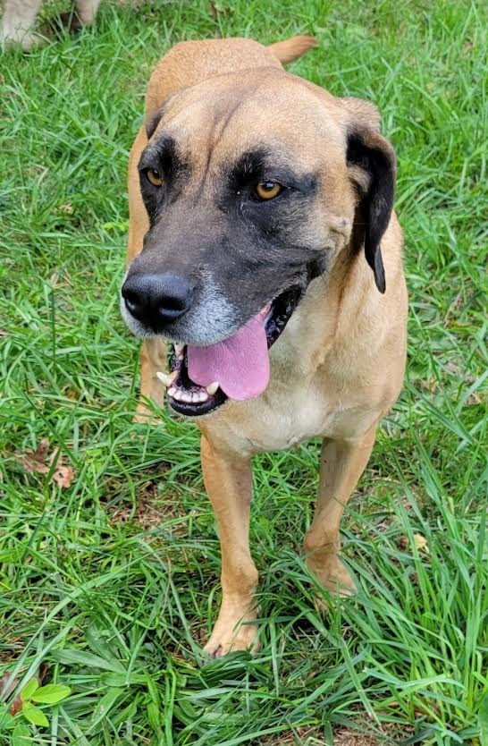 Tanner, an adoptable Mastiff, Hound in Crossville, TN, 38557 | Photo Image 4