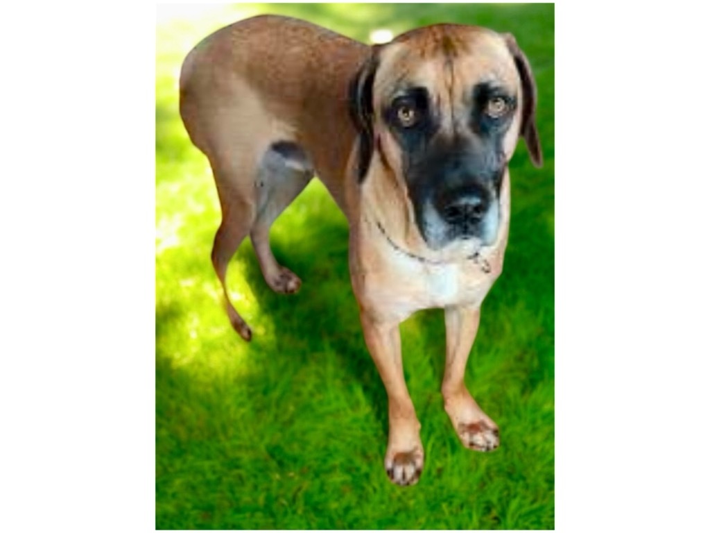 Tanner, an adoptable Mastiff, Hound in Crossville, TN, 38557 | Photo Image 4