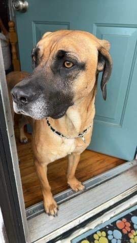 Tanner, an adoptable Yellow Labrador Retriever, Black Mouth Cur in Crossville, TN, 38557 | Photo Image 5