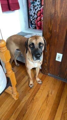 Tanner, an adoptable Yellow Labrador Retriever, Black Mouth Cur in Crossville, TN, 38557 | Photo Image 6