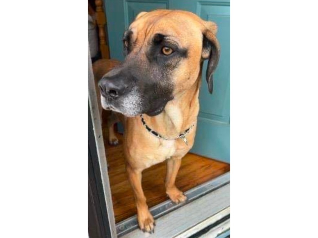 Tanner, an adoptable Mastiff, Hound in Crossville, TN, 38557 | Photo Image 6