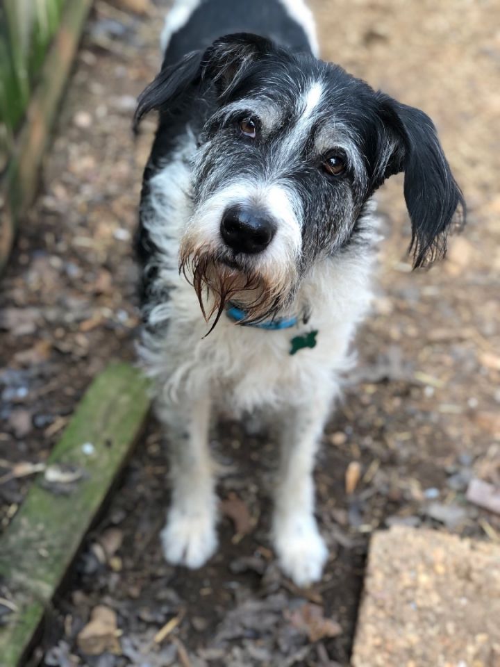 Irish wolfhound 2024 border collie