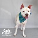 CASH's profile on Petfinder.com