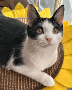 Ocarina, adoptable Cat, Kitten Female Domestic Short Hair Mix, , has video.