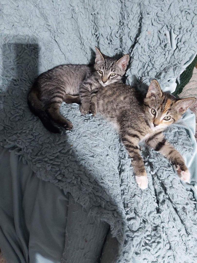 Toni & Joni, an adoptable Domestic Short Hair in Abbotsford, BC, V3G 2L5 | Photo Image 2
