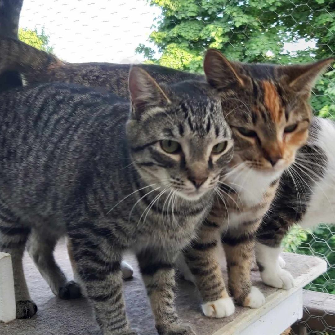 Toni & Joni, an adoptable Domestic Short Hair in Abbotsford, BC, V3G 2L5 | Photo Image 1