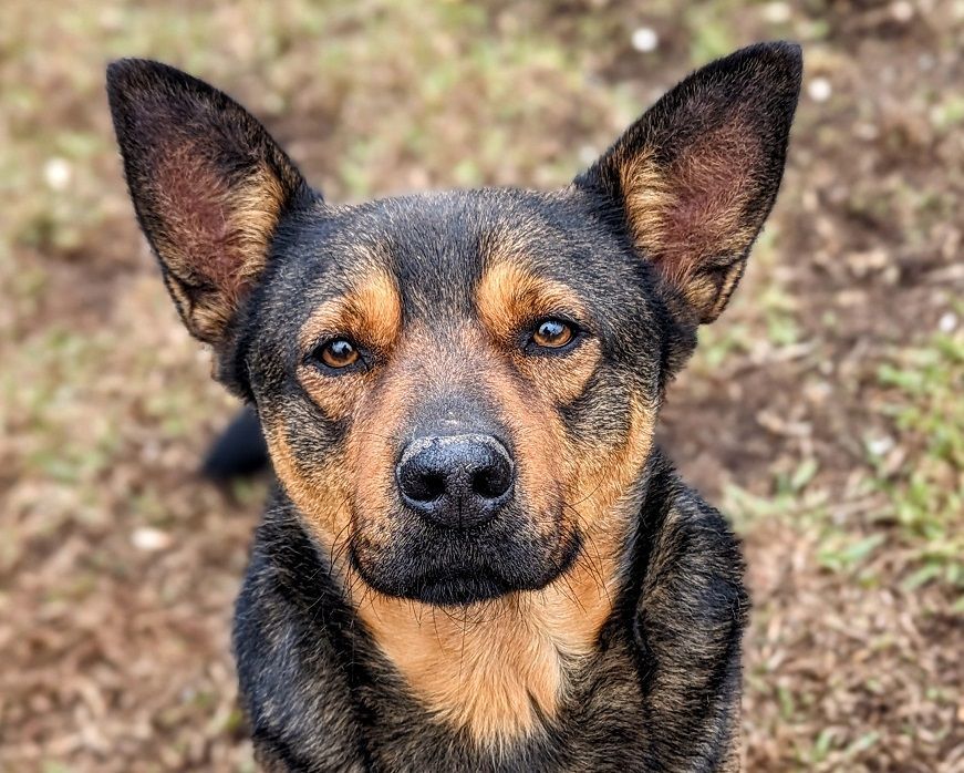 Dog for adoption - Andre, a German Shepherd Dog & Cattle Dog Mix in ...