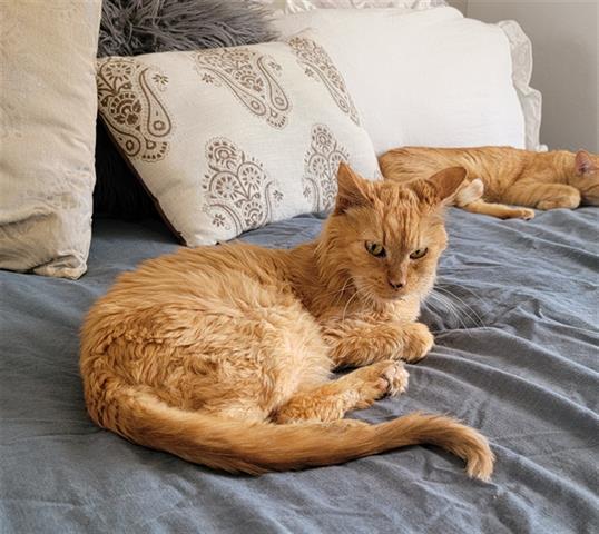 TAILS, an adoptable Domestic Medium Hair in Tucson, AZ, 85745 | Photo Image 1