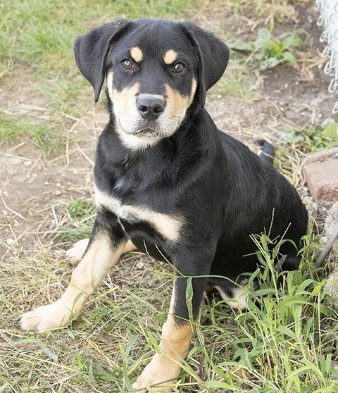Leo, an adoptable Rottweiler, German Shepherd Dog in Creston, IA, 50801 | Photo Image 2