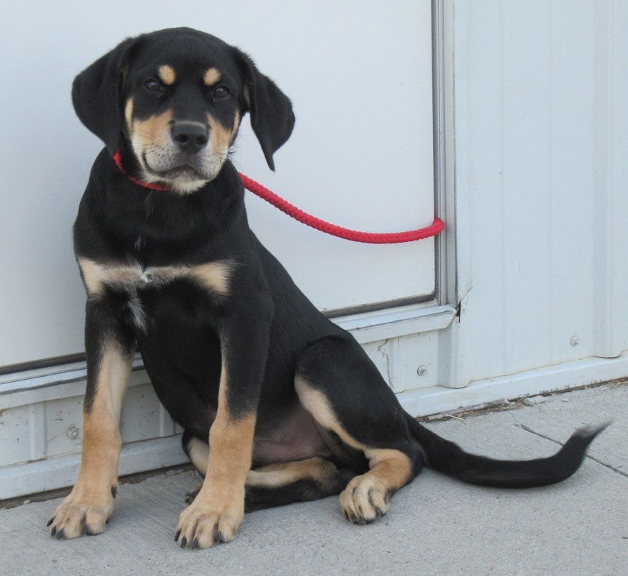 Leo, an adoptable Rottweiler, German Shepherd Dog in Creston, IA, 50801 | Photo Image 3
