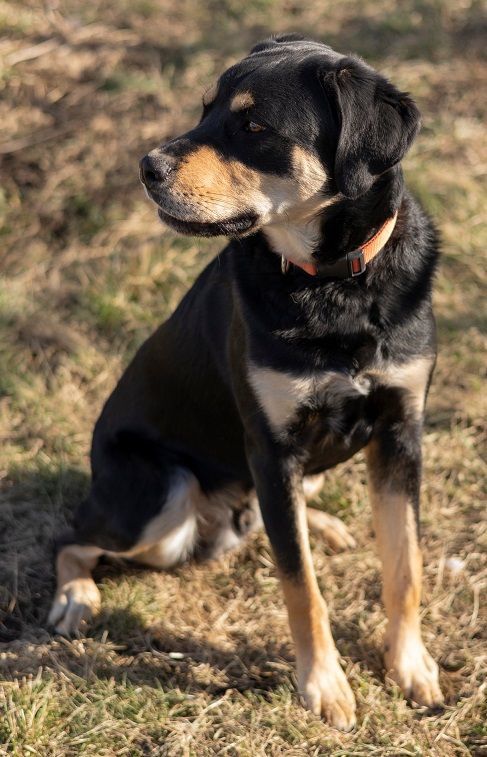 Leo, an adoptable Rottweiler, German Shepherd Dog in Creston, IA, 50801 | Photo Image 4