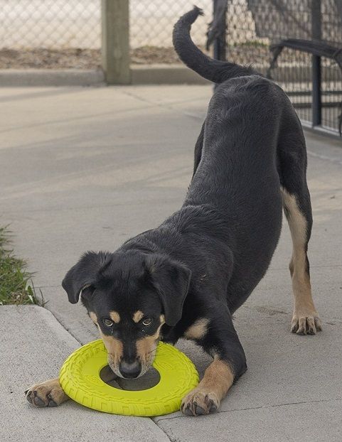 Leo, an adoptable Rottweiler, German Shepherd Dog in Creston, IA, 50801 | Photo Image 5