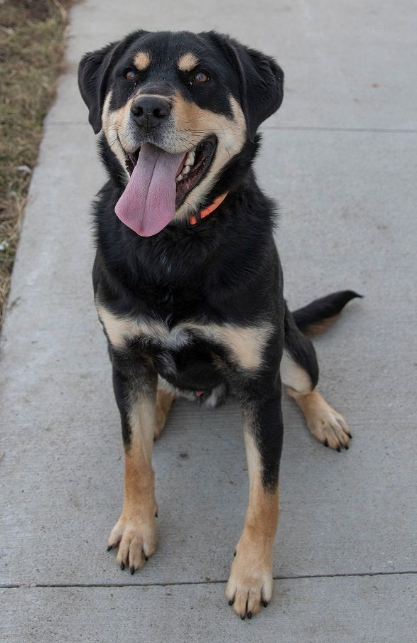 Leo, an adoptable Rottweiler, German Shepherd Dog in Creston, IA, 50801 | Photo Image 1