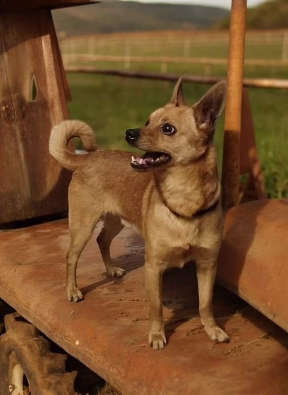Domino, an adoptable Chihuahua in Mukwonago, WI, 53149 | Photo Image 1