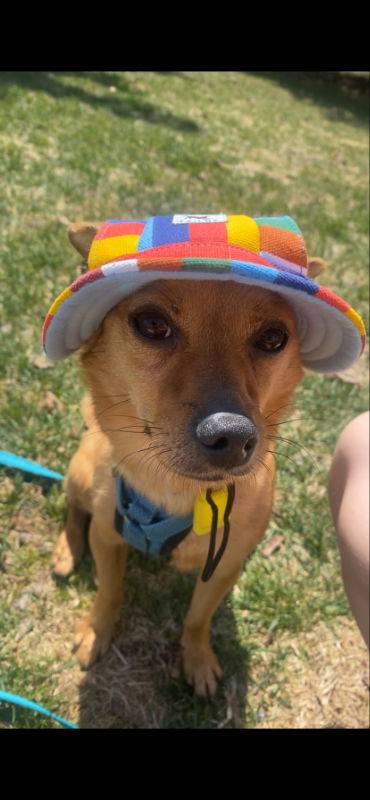 Domino, an adoptable Chihuahua in Mukwonago, WI, 53149 | Photo Image 3