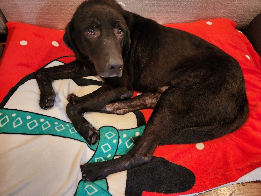 Sampson, an adoptable Black Labrador Retriever, Great Pyrenees in Baker, LA, 70714 | Photo Image 2