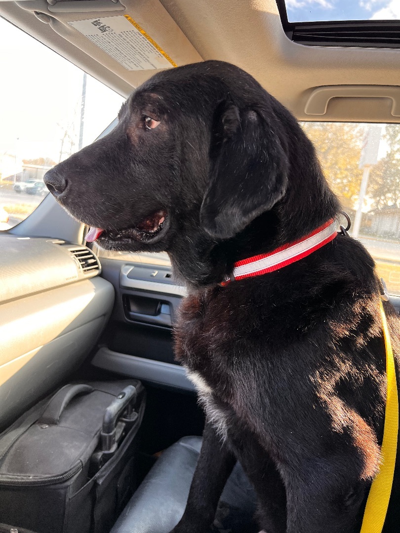 Sampson, an adoptable Black Labrador Retriever, Great Pyrenees in Baker, LA, 70714 | Photo Image 3