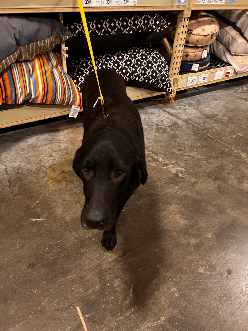 Sampson, an adoptable Black Labrador Retriever, Great Pyrenees in Baker, LA, 70714 | Photo Image 4