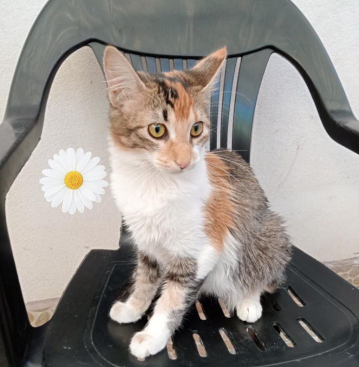 Cat for adoption Iris a Calico Mix in Brooklyn CT Petfinder