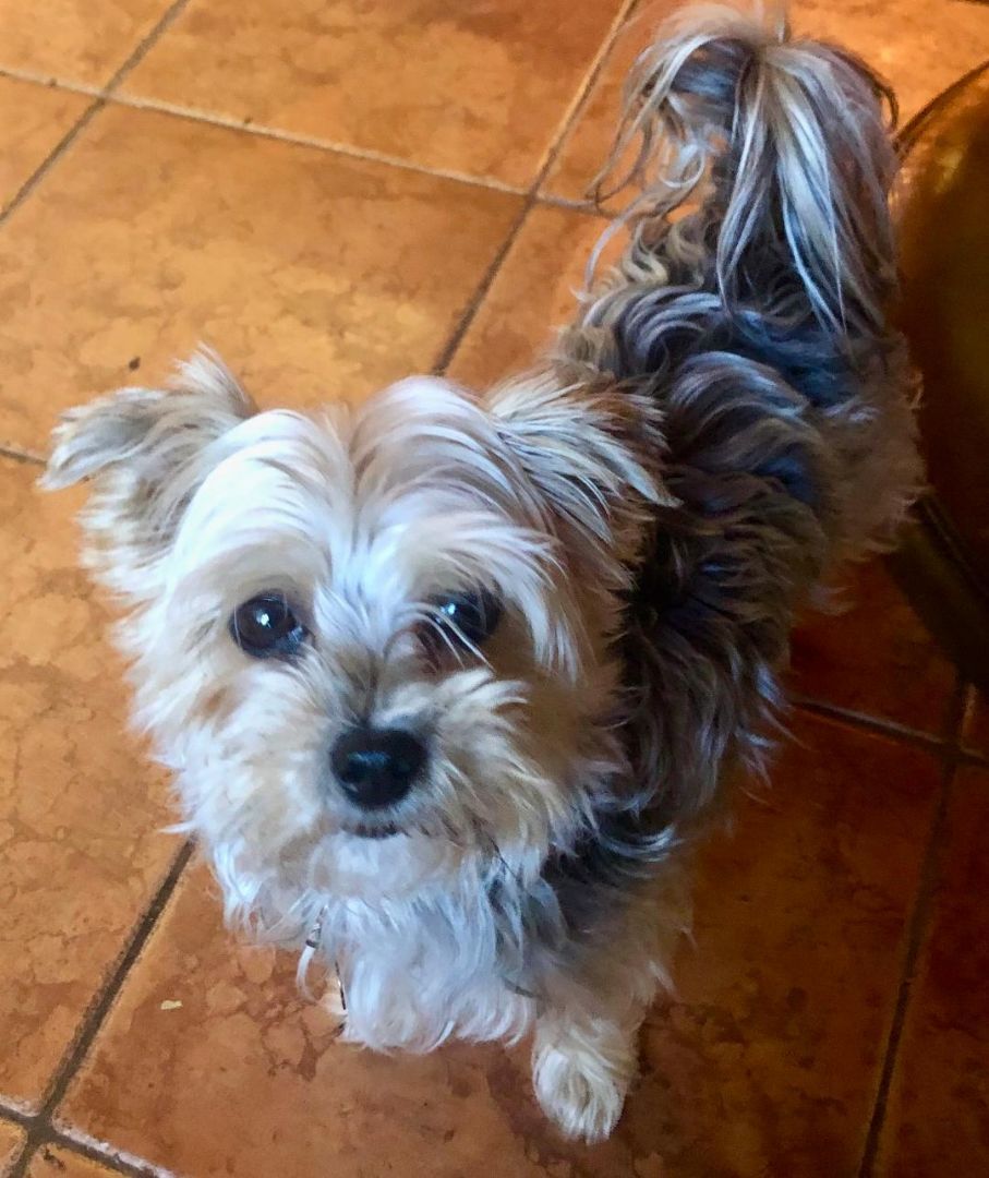 Dog for adoption Diesel, a Morkie in Crompond, NY Petfinder