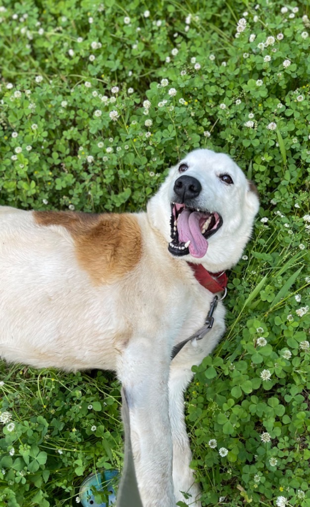 Sam, an adoptable Border Collie in Gilmer, TX, 75644 | Photo Image 1