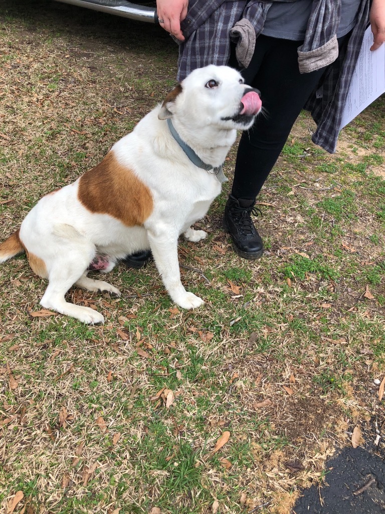 Sam, an adoptable Border Collie in Gilmer, TX, 75644 | Photo Image 3