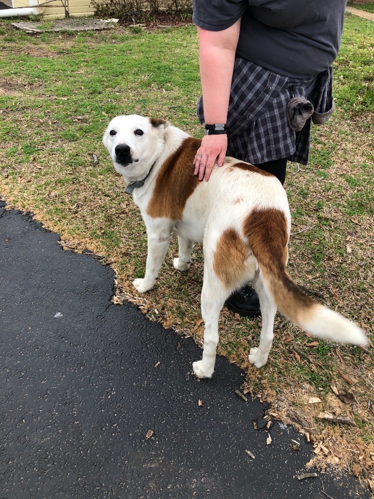 Sam, an adoptable Border Collie in Gilmer, TX, 75644 | Photo Image 4