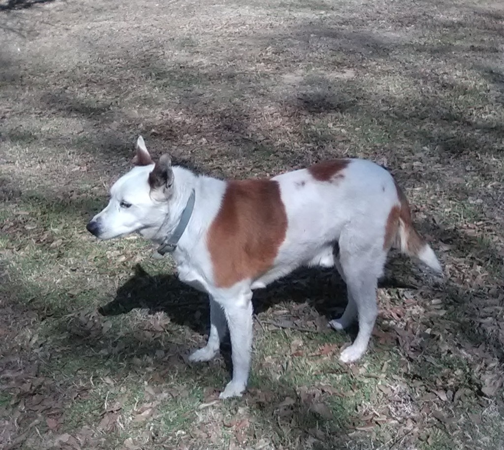 Sam, an adoptable Border Collie in Gilmer, TX, 75644 | Photo Image 5