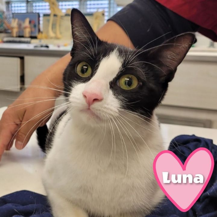 Luna, an adoptable American Shorthair in Bayside, NY_image-4