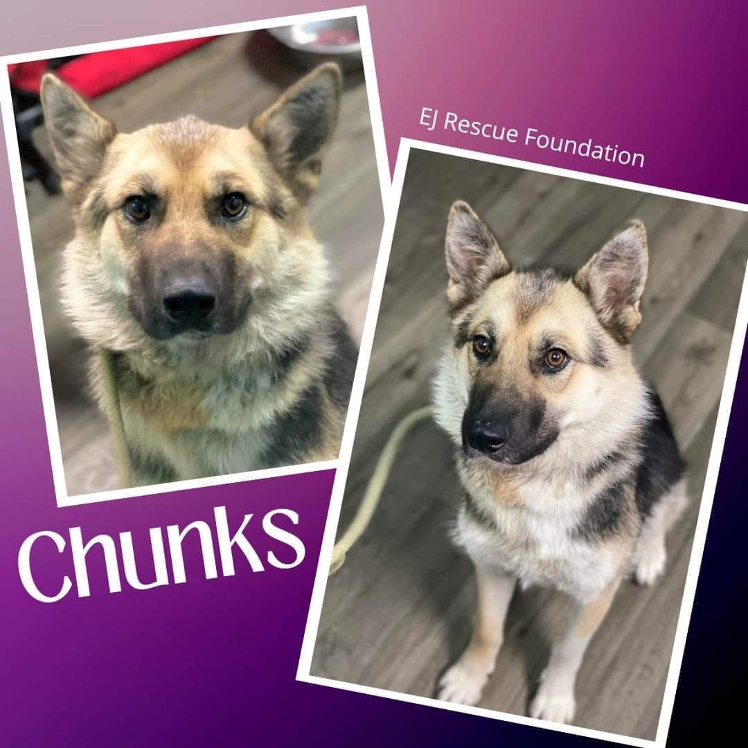 Chunks , an adoptable German Shepherd Dog in Airdrie, AB, T4A 2H6 | Photo Image 1