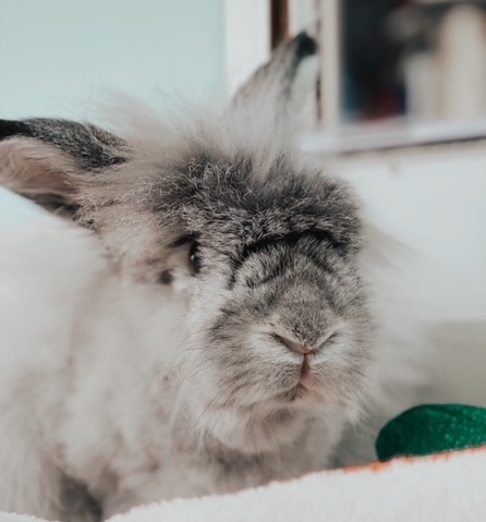 Bambi, an adoptable Angora Rabbit in Forest Hills, NY_image-4